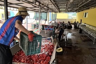 Bursa'da üretilip, Hollanda'ya gönderiliyor: Bin 500 ton ihraç edilecek