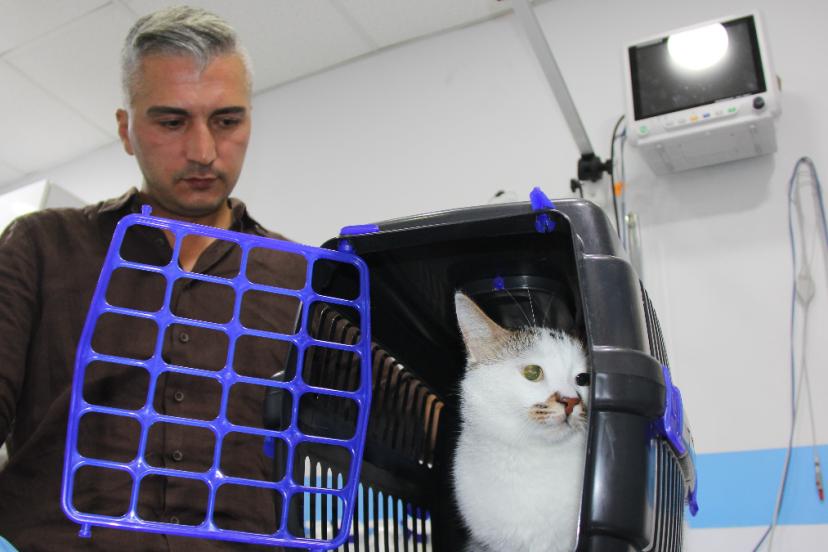 Bursa'dan taşınan 'Paşa' kedi depresyona girdi