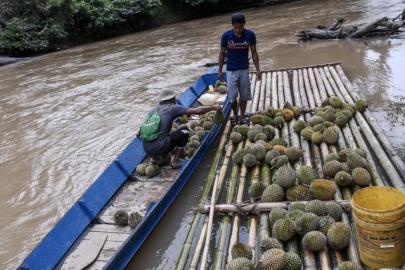 Her yerde bulunmuyorlar: Sadece belirli bölgelerde yetişen 6 meyve