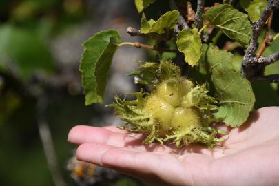 Kastamonu’nun 5 asırlık Türk fındıkları