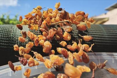 Türkiye'nin kuru üzüm ihracatı 546,5 milyon dolarla rekor kırdı