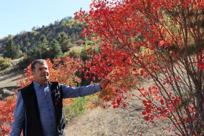 Erzurum'da kaplaç ağaçları doğayı kırmızıya boyadı