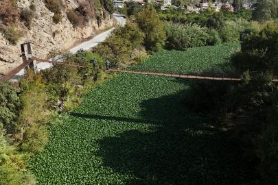Hatay'da su sümbülleri Asi Nehri'ni yeşile boyadı