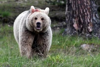 Japonya'da gerçekleşen 192 ayı saldırısında 13 kişi hayatını kaybetti