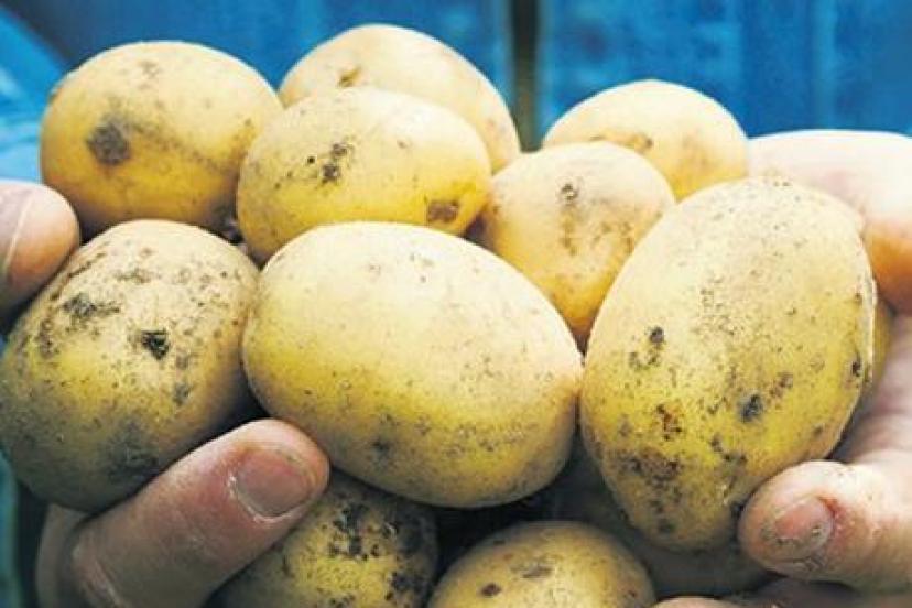 Savaş Avrupa’da patates fiyatlarını yüzde 700 artırdı