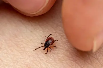 Park ve piknik sonrası mutlaka kontrol edin