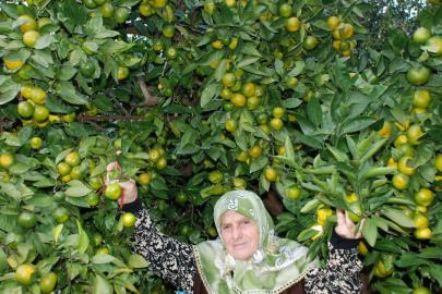 Rizede mandalina çeşidi 9a çıktı, Antalyaya gönderildi
